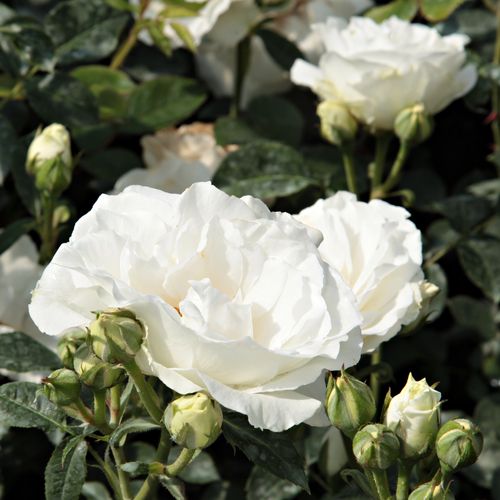 Rosa White Magic™ - weiß - Stammrosen - Rosenbaum ….0